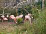  flamants roses